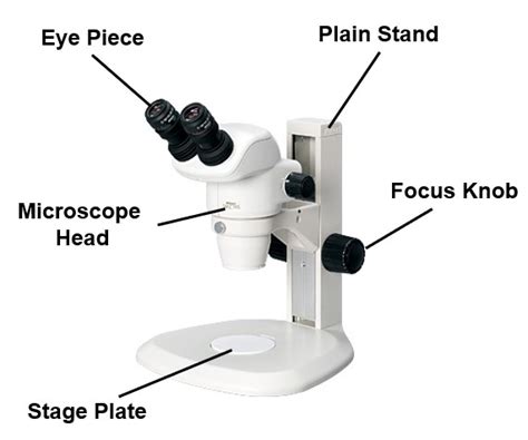 stereo microscope|how do stereo microscopes work.